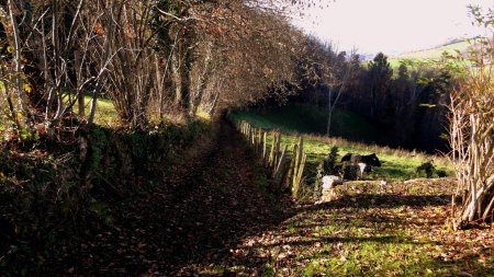 Sentier après Les Berthières.