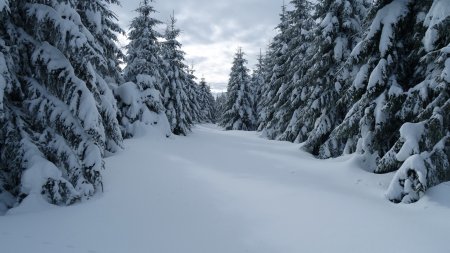 Dans la forêt.