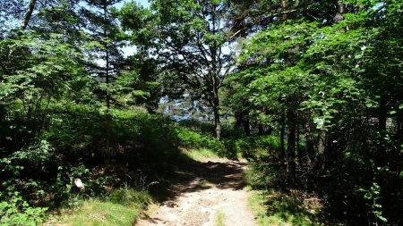 Retour vers le lac qui apparait en contrebas à travers les arbres.