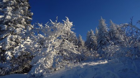 Sortie de la forêt.