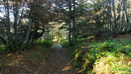 Dans la forêt.