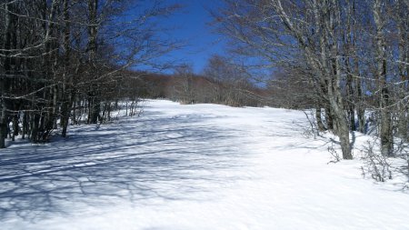 Clairière.