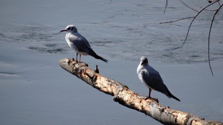 Mouettes rieuses.