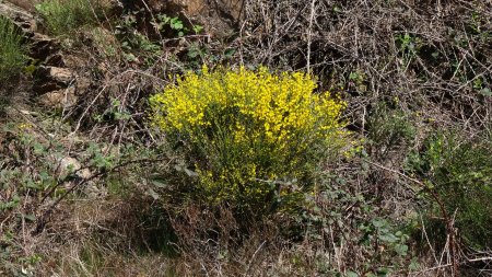 Genêts en fleurs début avril : belle précocité.