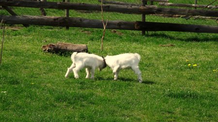 Petits bagarreurs.