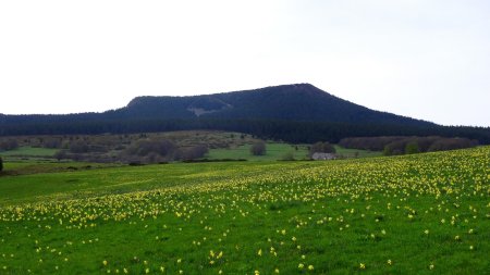 Le mont Mézenc et les prairies à jonquilles.