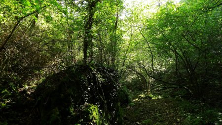 Végétation exubérante au fond des gorges.