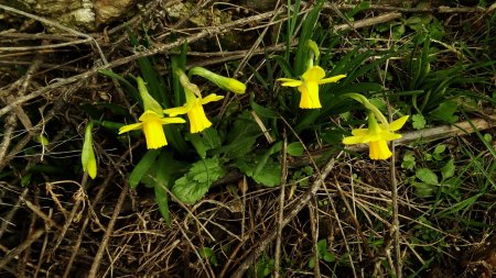 Jonquilles naines devant une habitation.