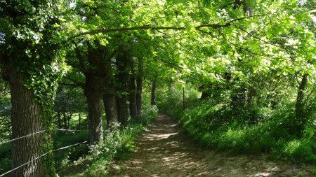 Beaucoup de vert.