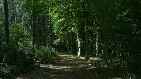 La forêt est dense.