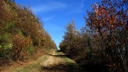 Retour sur la piste forestière inférieure.