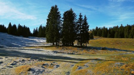 On passe à proximité de ce groupe de sapins isolés.