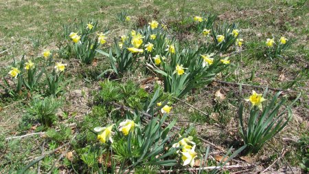 Jonquilles.