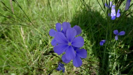 Fleurs de lin.