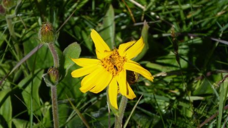 Arnica