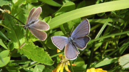 Papillon Argus