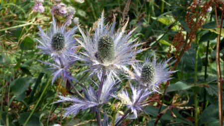 Magnifiques Chardons Bleus