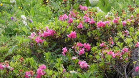 Rhododendrons