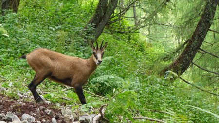 chamois