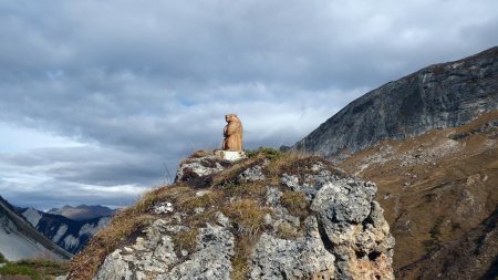 Marmotte de bois !