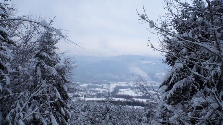 Petite vue entre les sapins