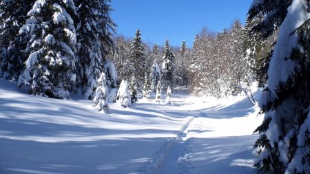 Jolie forêt