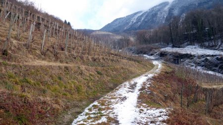 Dans les vignes