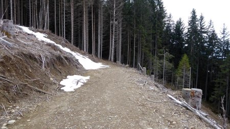 Au point haut, retour en forêt