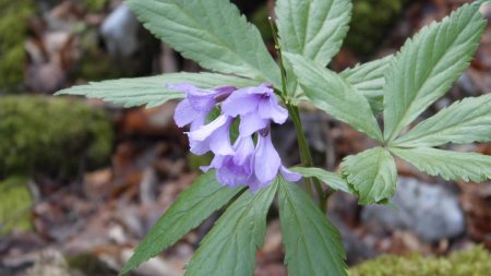 Cardamine digitée