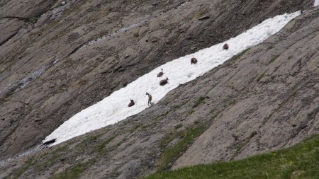 Pause raffraichissante pour un groupe de Chamois