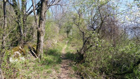 Chemin de Combefolle