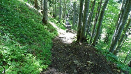 Sentier retour aux Ravines