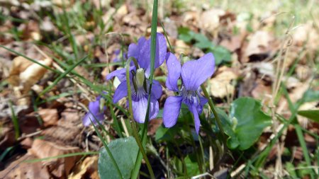 Violettes