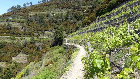 Vignes de Manarola