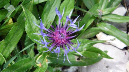 Bleuet des alpes (Centaurée)