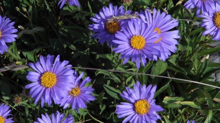 Aster des alpes