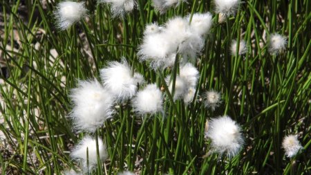 Linaigrette