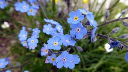 Myosotis