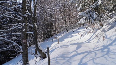 En forêt