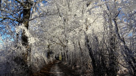  L’allée blanche.