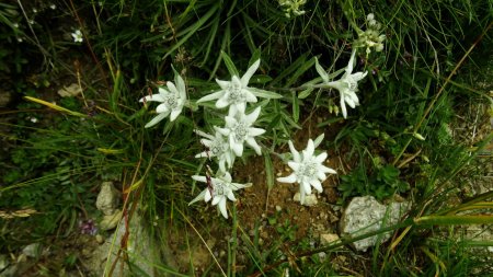 Edelweiss.