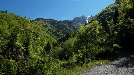 La piste caillouteuse s’engage dans la forêt du vallon de Novel.