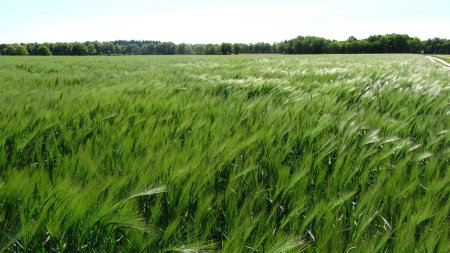 The Wind That Shakes the Barley.