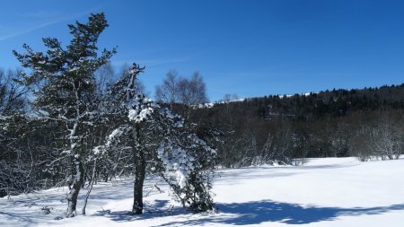 Clairière.