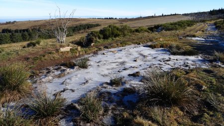 Si les températures sont douces, le gel nocturne a figé les flaques d’eau.