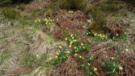 Jonquilles.