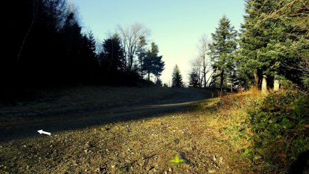 Arrivée sur la piste forestière...