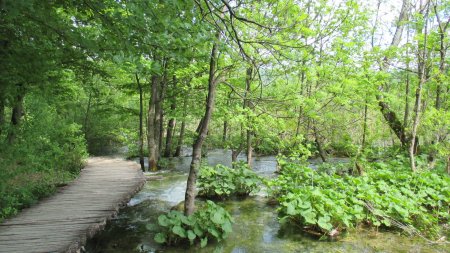 Les passerelles sur l’eau.