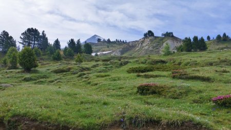 Sortie de la forêt