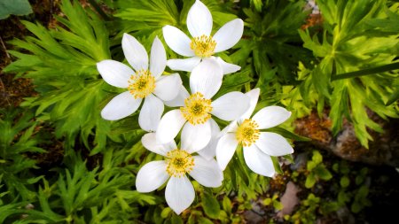 Anemone fasciculata.